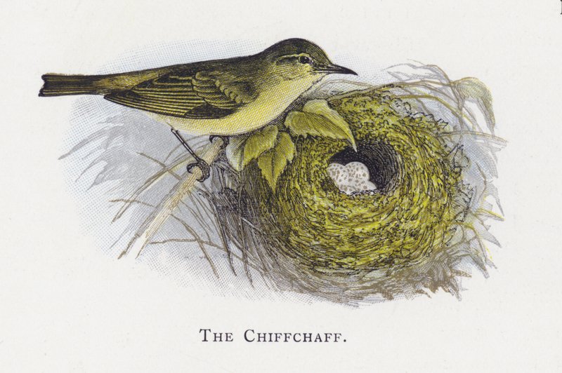 The Chiffchaff by Alexander Francis Lydon