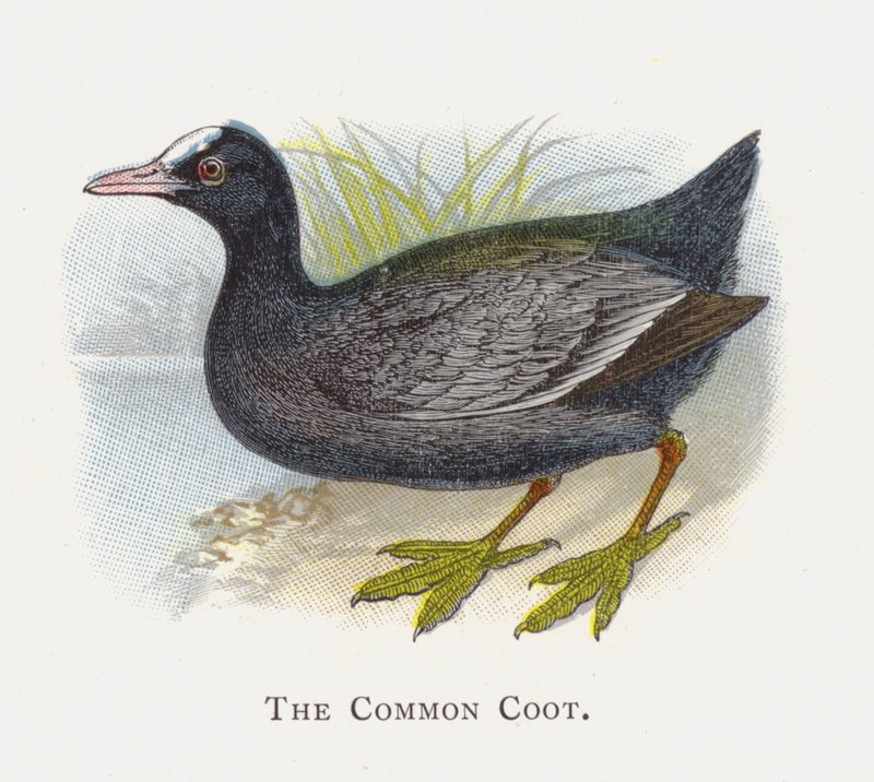 The Common Coot by Alexander Francis Lydon