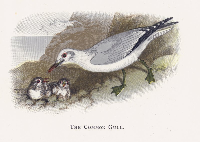 The Common Gull by Alexander Francis Lydon