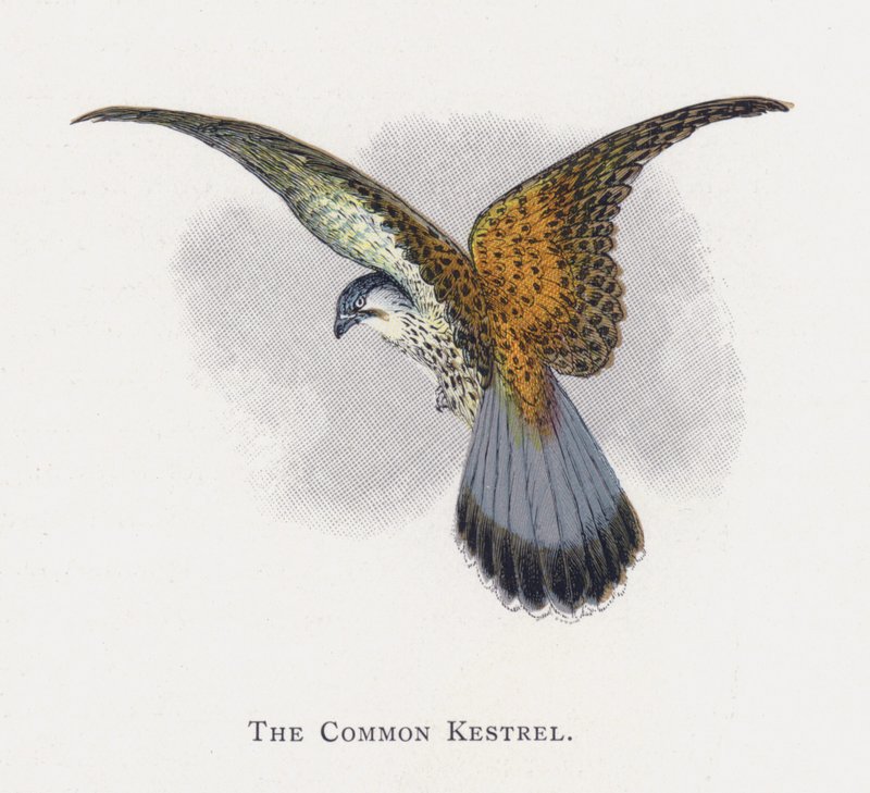 The Common Kestrel by Alexander Francis Lydon