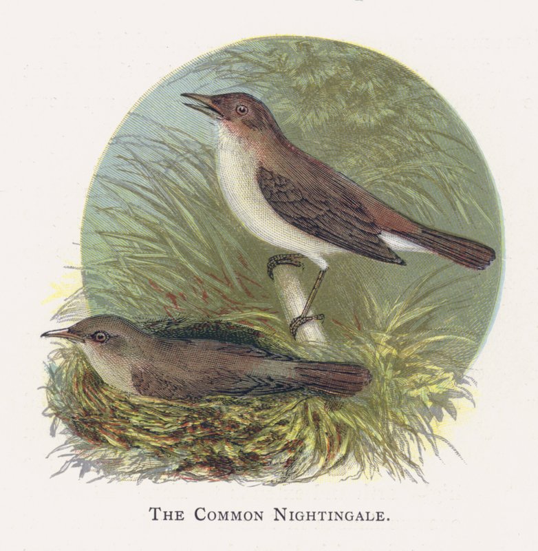 The Common Nightingale by Alexander Francis Lydon