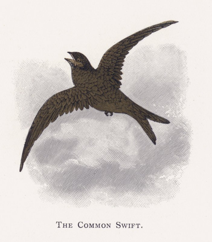 The Common Swift by Alexander Francis Lydon