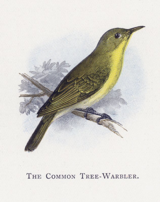 The Common Tree-Warbler by Alexander Francis Lydon
