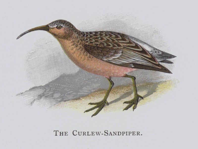 The Curlew-Sandpiper by Alexander Francis Lydon