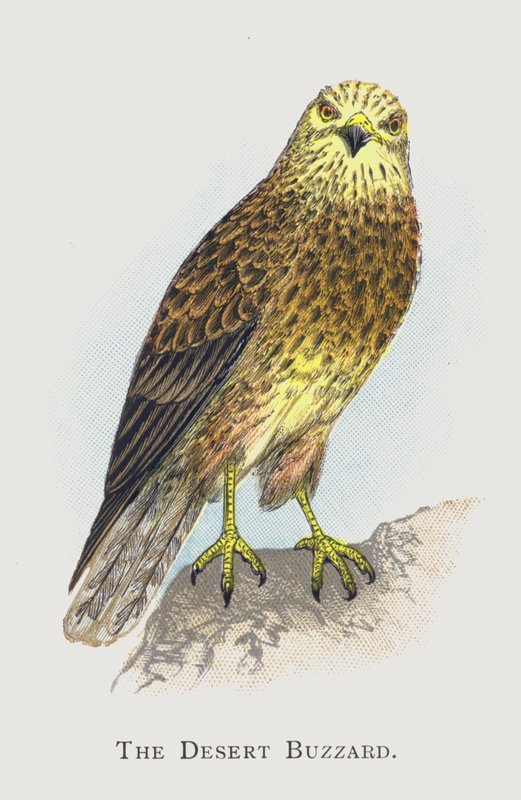 The Desert Buzzard by Alexander Francis Lydon