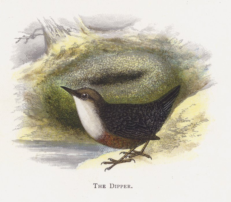 The Dipper by Alexander Francis Lydon