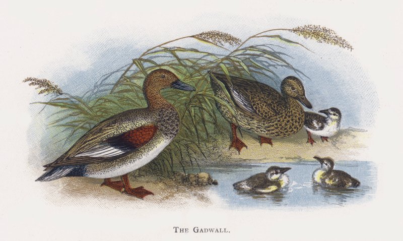 The Gadwall by Alexander Francis Lydon
