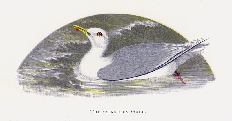 The Glaucous Gull by Alexander Francis Lydon