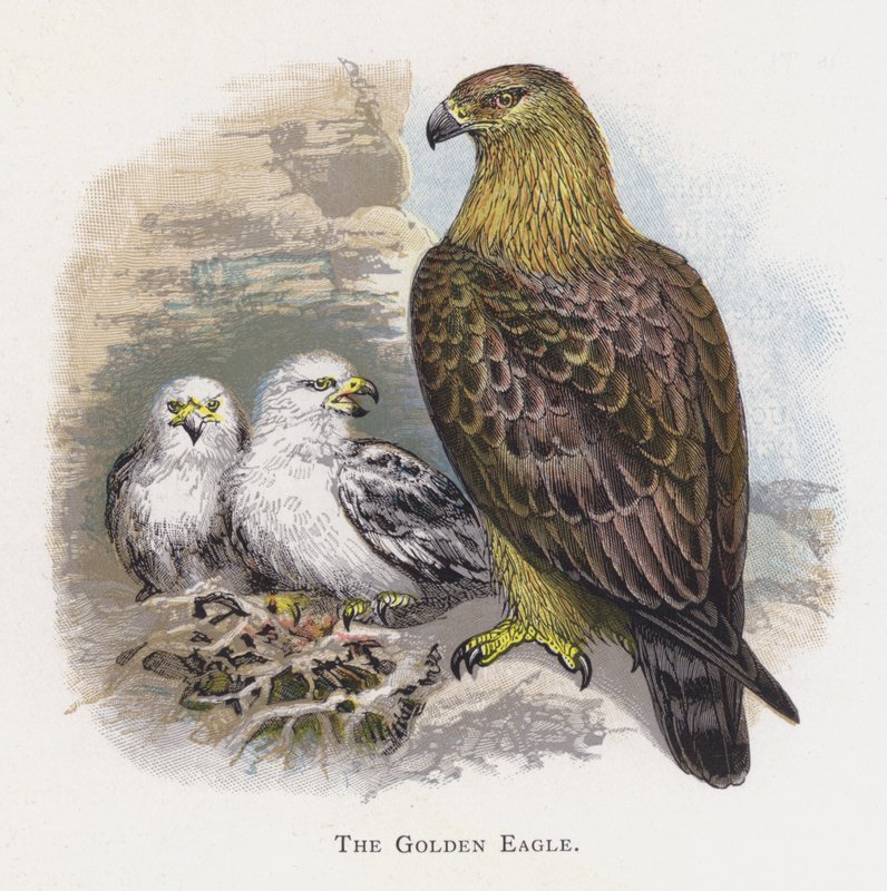 The Golden Eagle by Alexander Francis Lydon