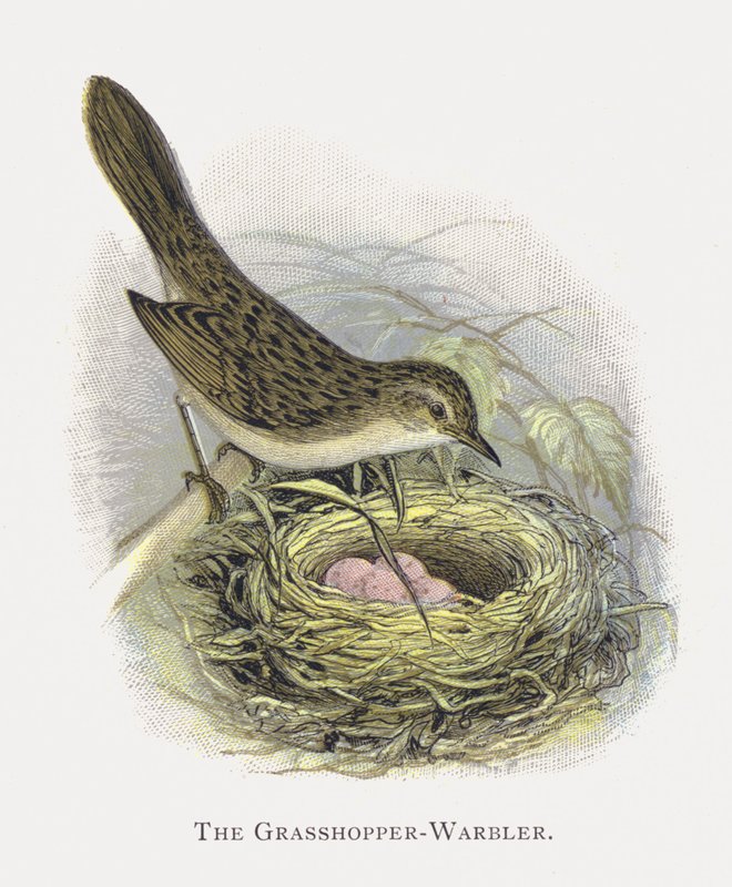 The Grasshopper-Warbler by Alexander Francis Lydon