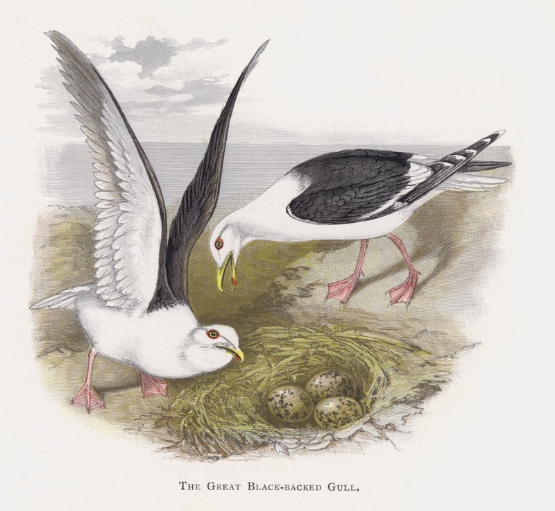 The Great Black-backed Gull by Alexander Francis Lydon