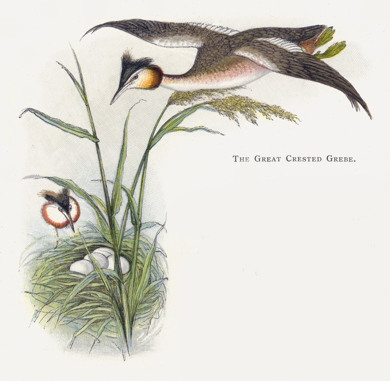 The Great Crested Grebe by Alexander Francis Lydon