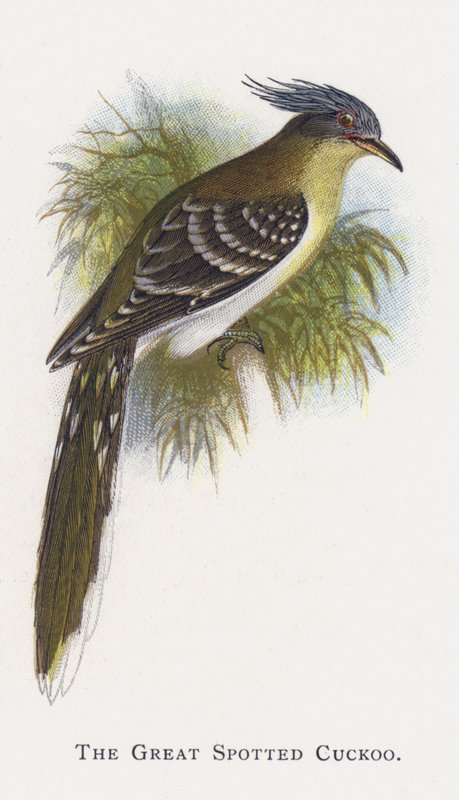 The Great Spotted Cuckoo by Alexander Francis Lydon