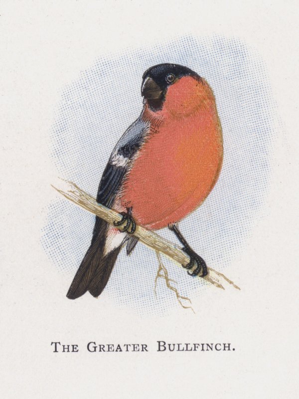 The Greater Bullfinch by Alexander Francis Lydon