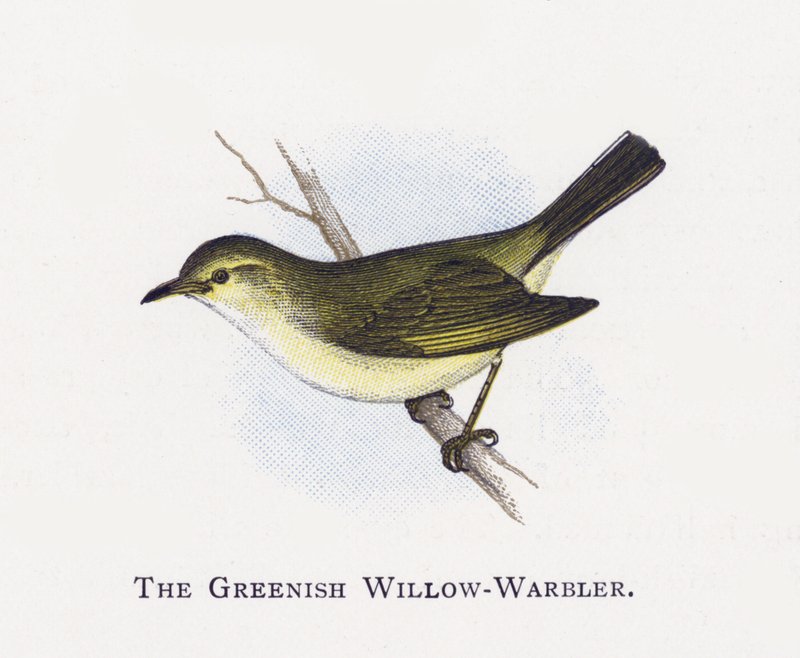 The Greenish Willow-Warbler by Alexander Francis Lydon