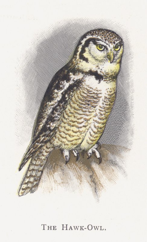 The Hawk-Owl by Alexander Francis Lydon