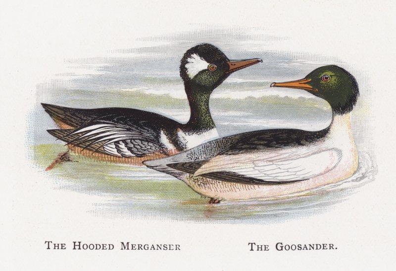 The Hooded Merganser, The Goosander by Alexander Francis Lydon