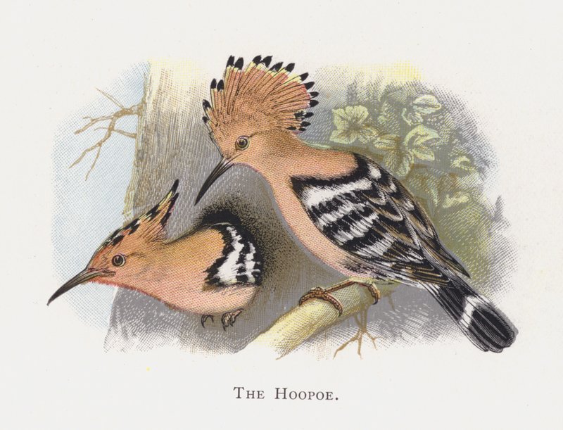 The Hoopoe by Alexander Francis Lydon