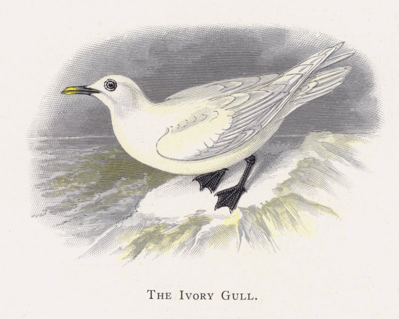 The Ivory Gull by Alexander Francis Lydon