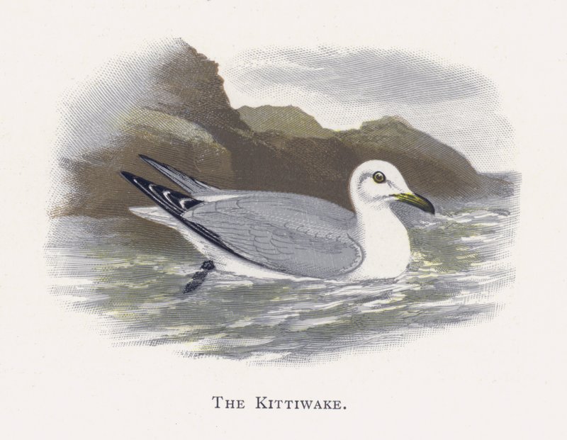 The Kittiwake by Alexander Francis Lydon