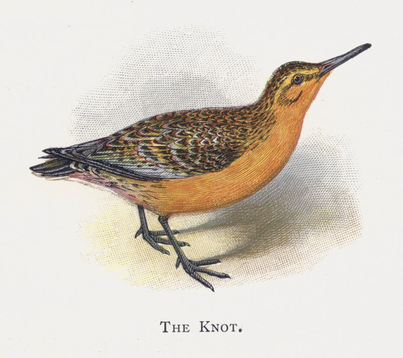 The Knot by Alexander Francis Lydon