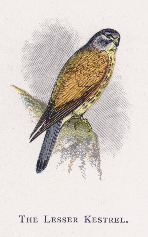 The Lesser Kestrel by Alexander Francis Lydon