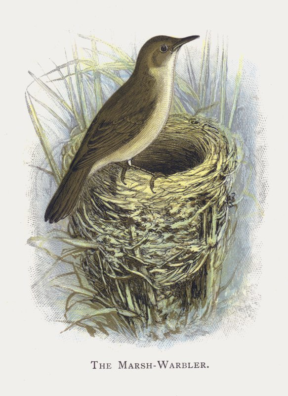 The Marsh-Warbler by Alexander Francis Lydon