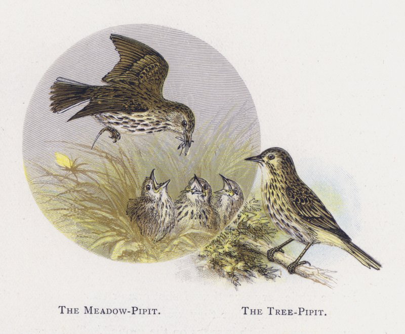 The Meadow-Pipit, The Tree-Pipit by Alexander Francis Lydon
