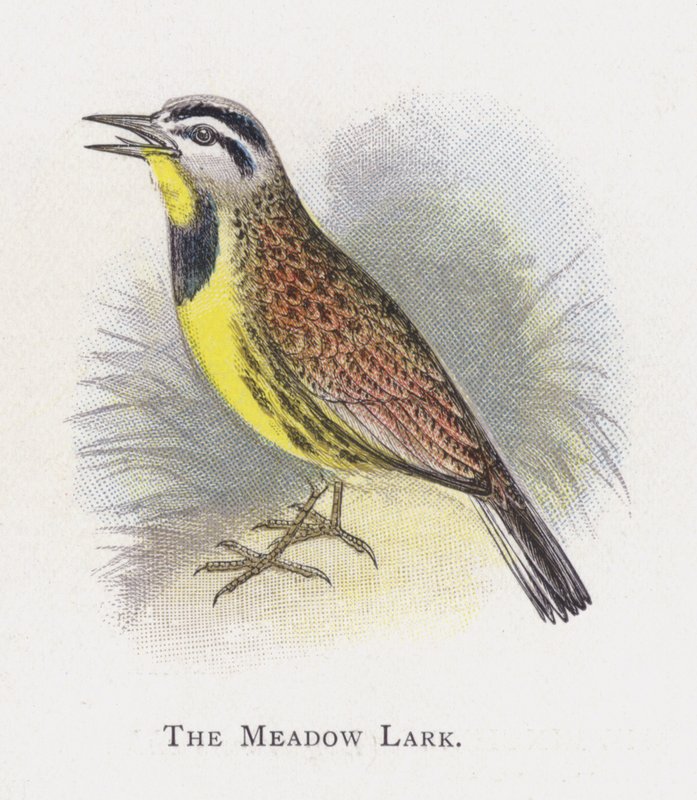 The Meadow Lark by Alexander Francis Lydon