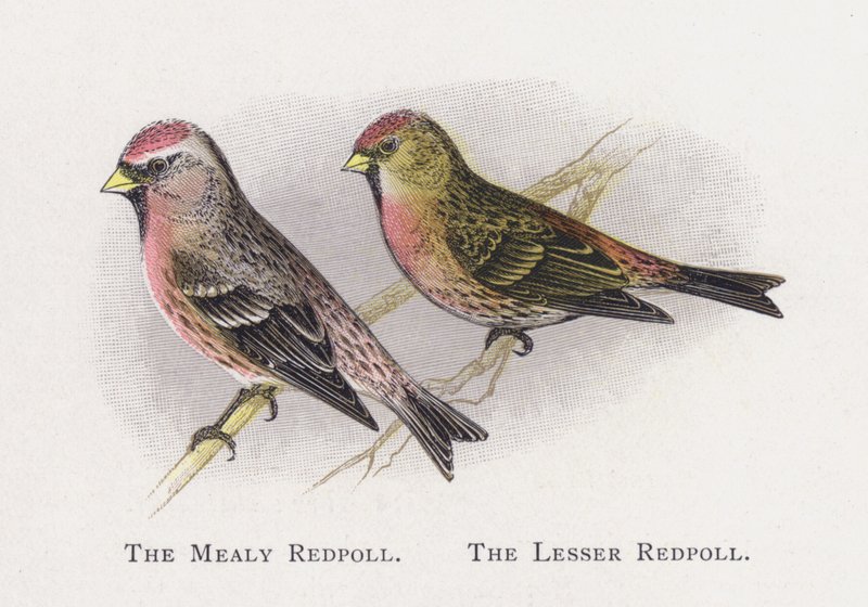 The Mealy Redpoll, The Lesser Redpoll by Alexander Francis Lydon