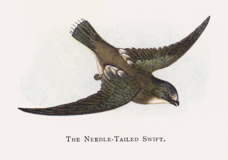 The Needle-Tailed Swift by Alexander Francis Lydon
