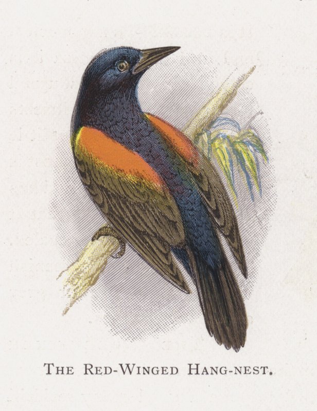 The Red-Winged Hang-nest by Alexander Francis Lydon