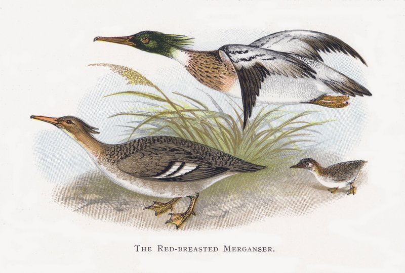 The Red-breasted Merganser by Alexander Francis Lydon
