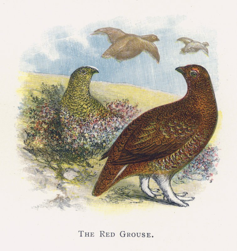 The Red Grouse by Alexander Francis Lydon