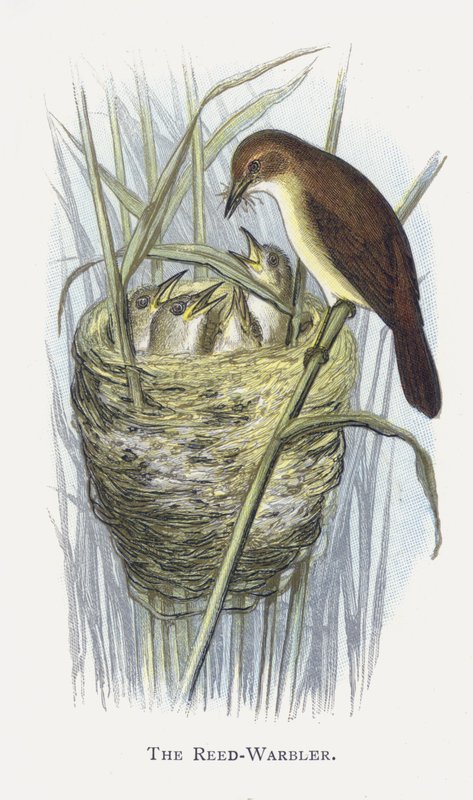 The Reed-Warbler by Alexander Francis Lydon