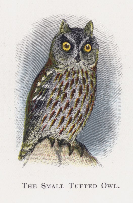 The Small Tufted Owl by Alexander Francis Lydon