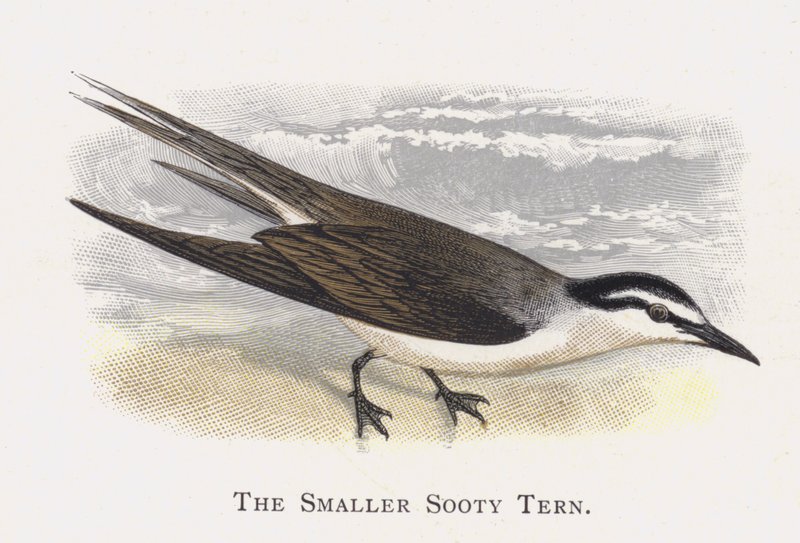 The Smaller Sooty Tern by Alexander Francis Lydon