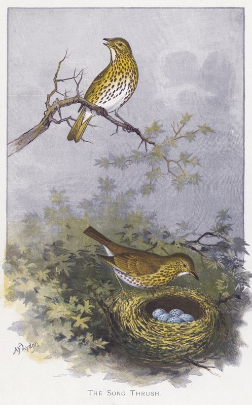 The Song Thrush by Alexander Francis Lydon
