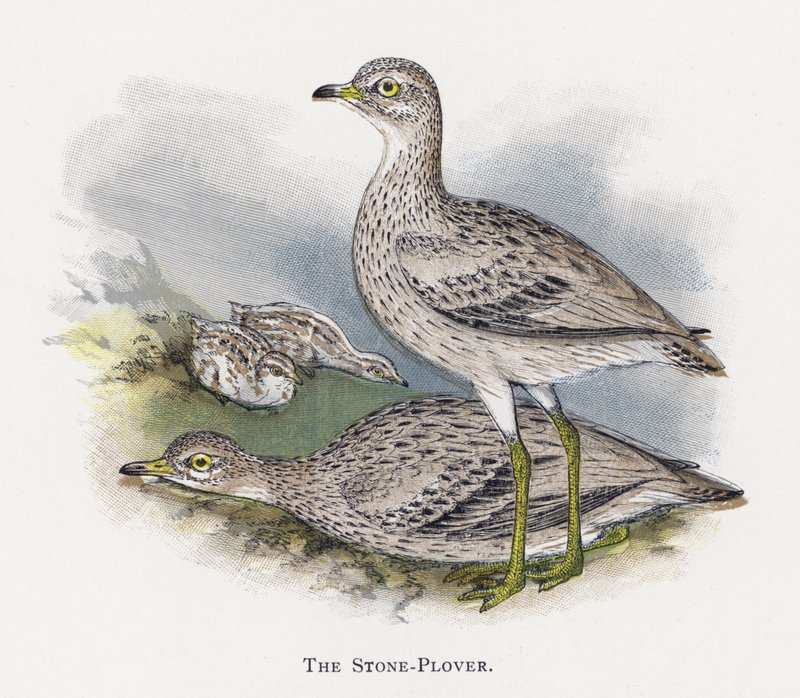 The Stone-Plover by Alexander Francis Lydon