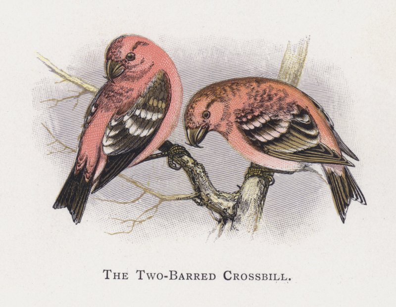 The Two-Barred Crossbill by Alexander Francis Lydon