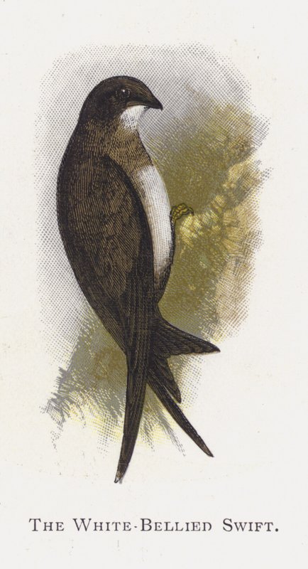 The White-Bellied Swift by Alexander Francis Lydon