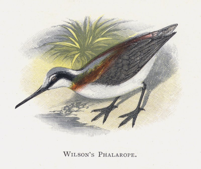 Wilsons Phalarope by Alexander Francis Lydon