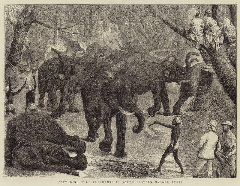 Capturing Wild Elephants in South Eastern Mysore, India by Alfred Chantrey Corbould