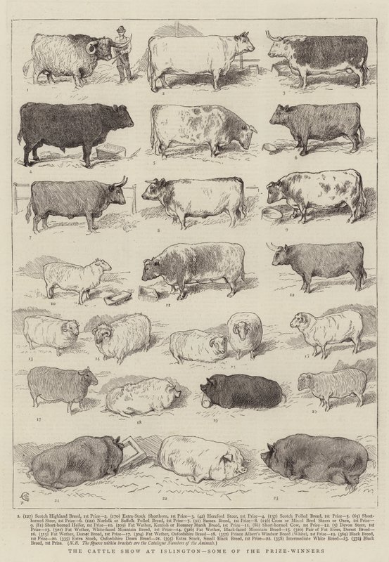 The Cattle Show at Islington, Some of the Prize-Winners by Alfred Chantrey Corbould