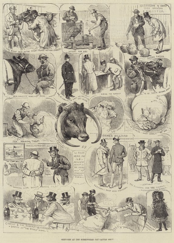 Sketches at the Birmingham Fat Cattle Show by Alfred Courbould