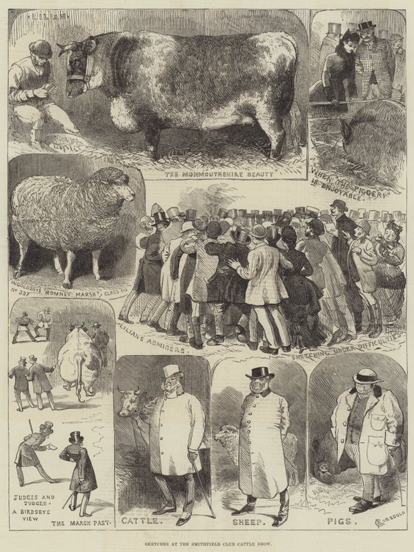Sketches at the Smithfield Club Cattle Show by Alfred Courbould