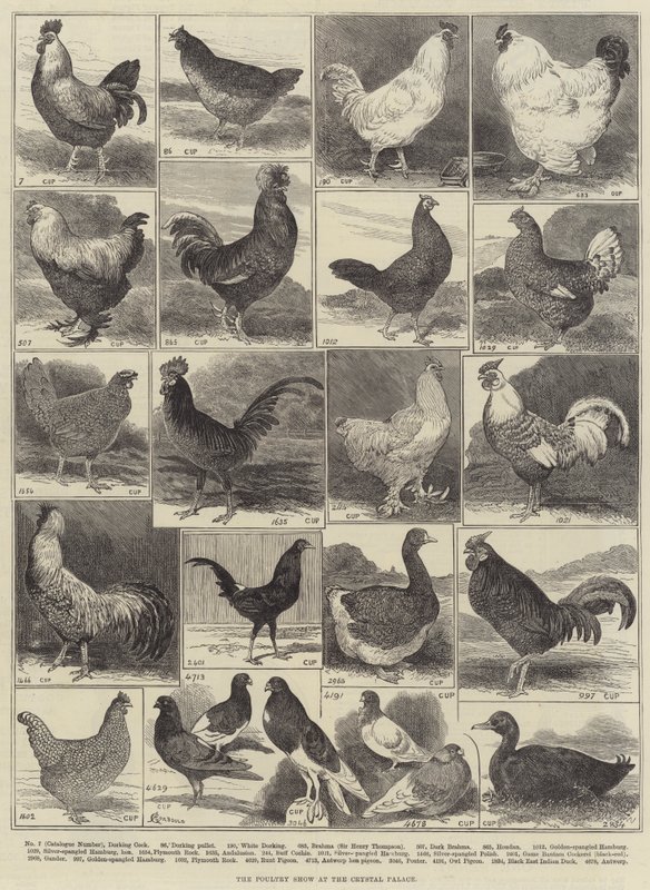 The Poultry Show at the Crystal Palace by Alfred Courbould