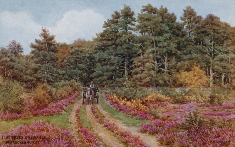 Pine trees and heather near Brockenhurst by Alfred Robert Quinton