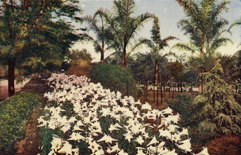 Easter Lilies in Bloom by American Photographer