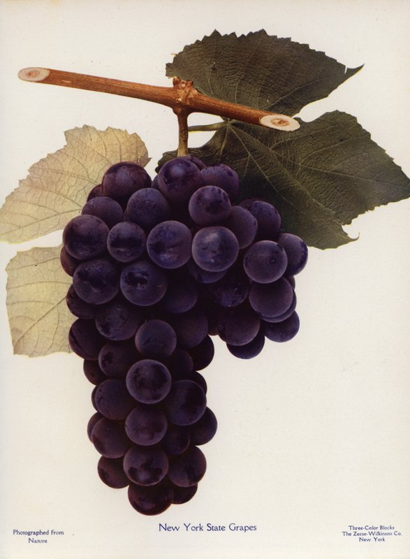 New York State grapes by American Photographer